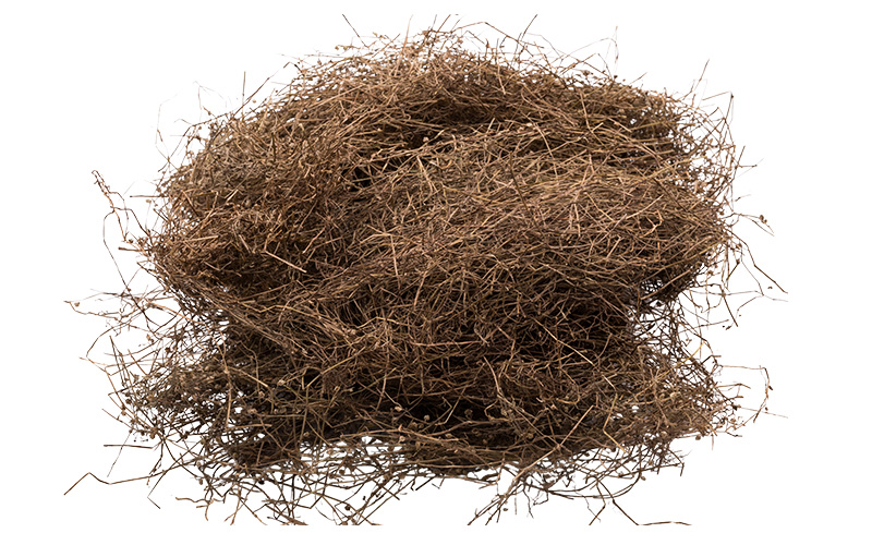 Bạch hoa xà thiệt thảo