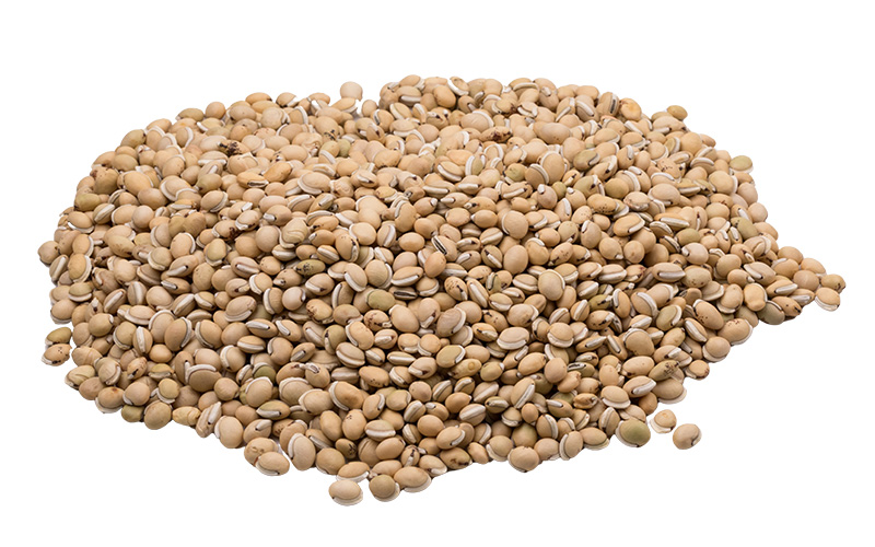 Bạch biển đậu