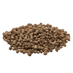 Bạch đậu khấu